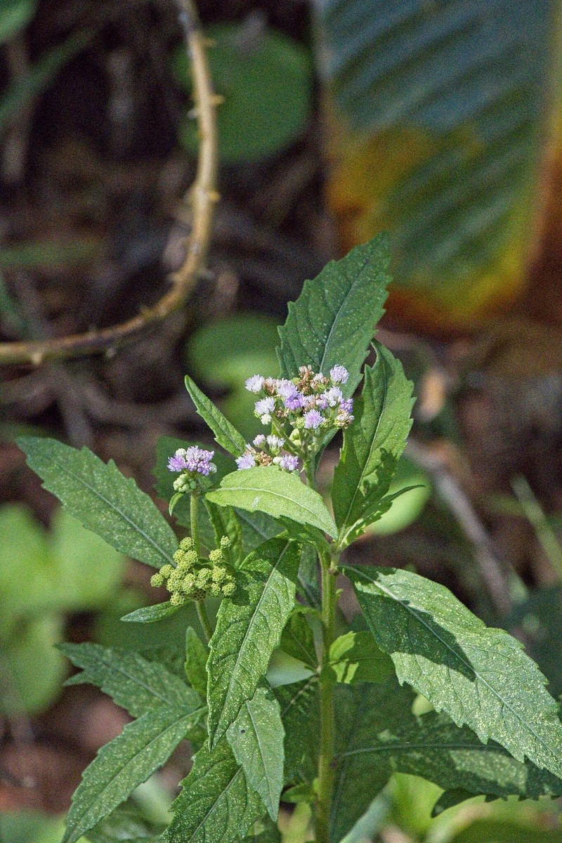 Ethulia conyzoides subsp. conyzoides photo 4
