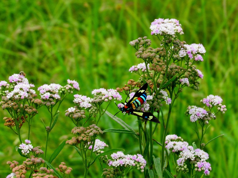 Ethulia conyzoides subsp. kraussii