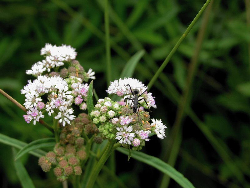 Ethulia conyzoides subsp. kraussii photo 2