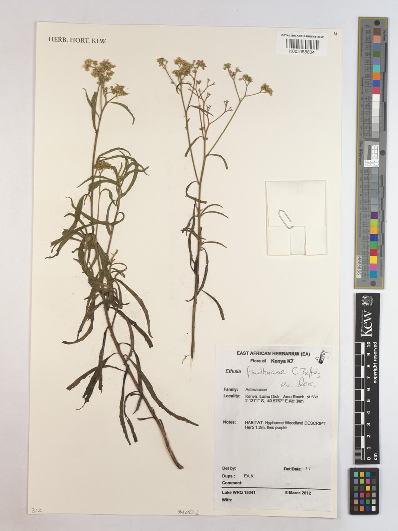 Ethulia faulknerae