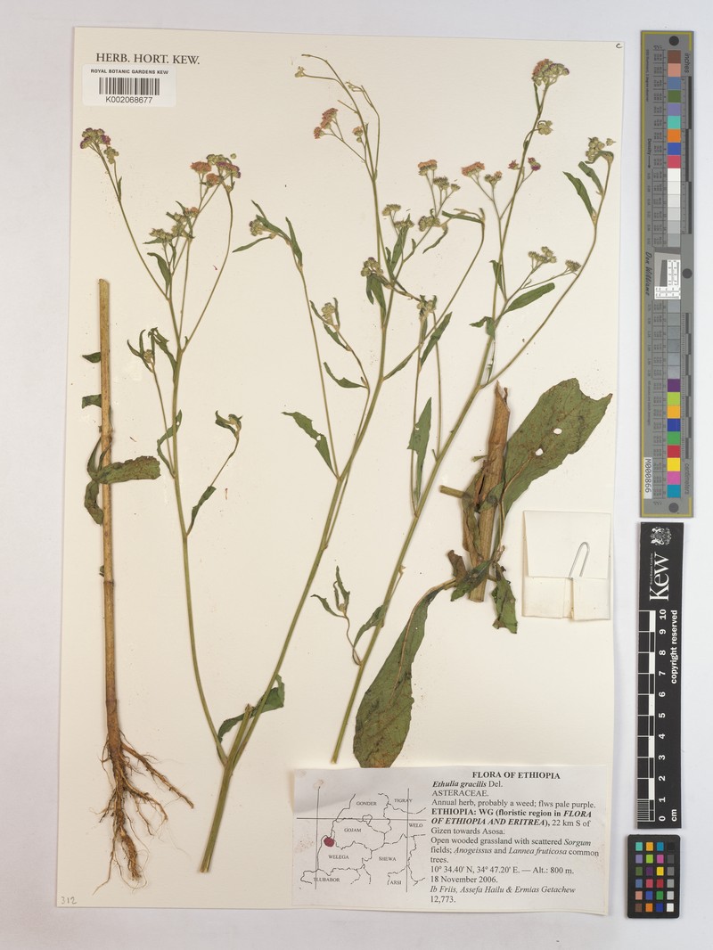 Ethulia gracilis