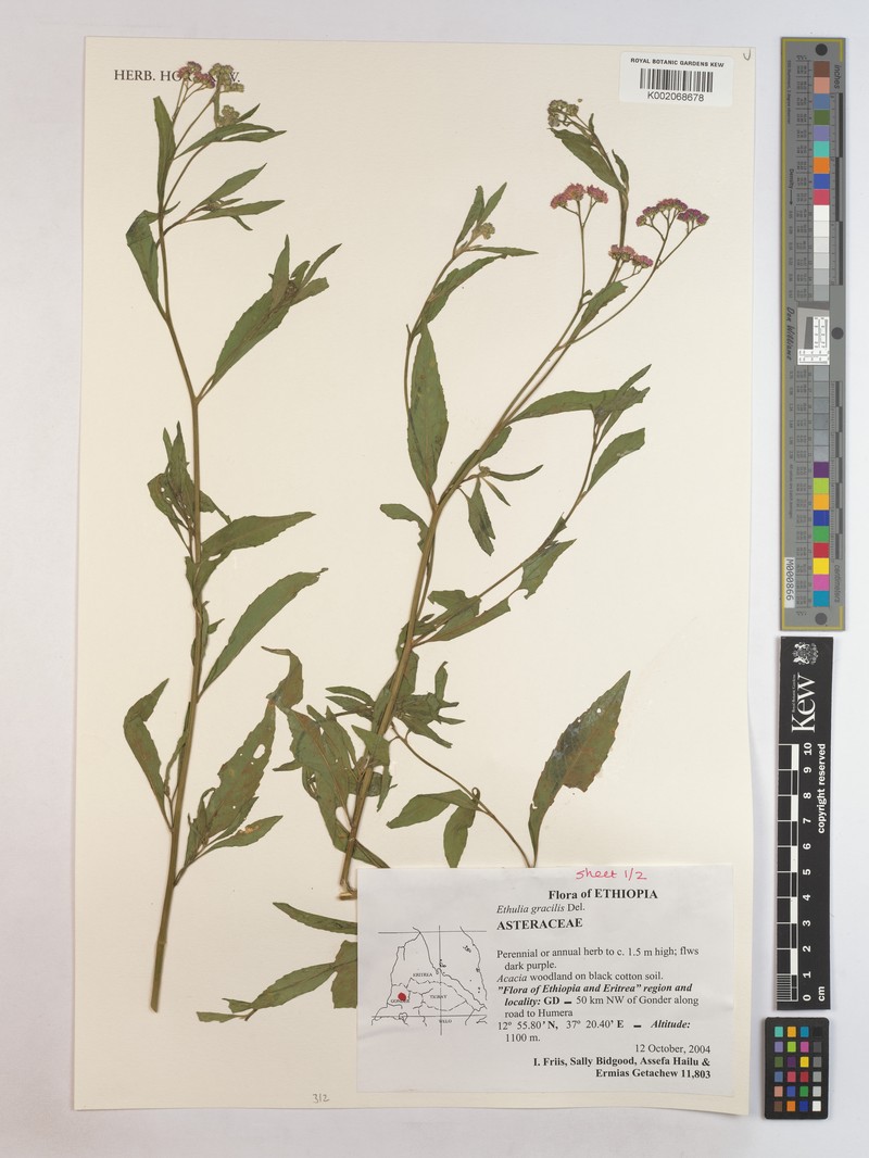 Ethulia gracilis photo 2