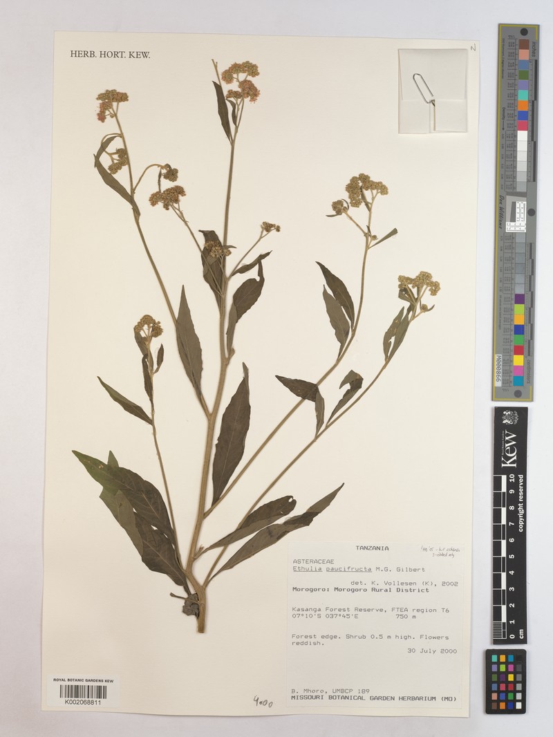 Ethulia paucifructa