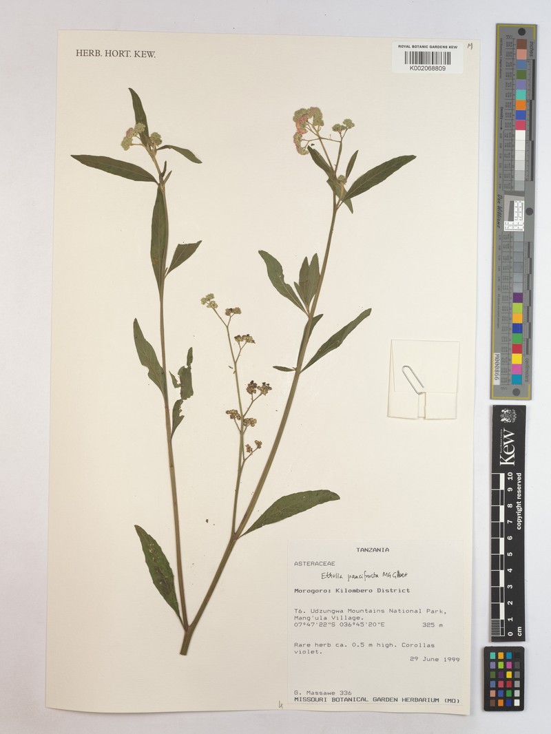 Ethulia paucifructa photo 2