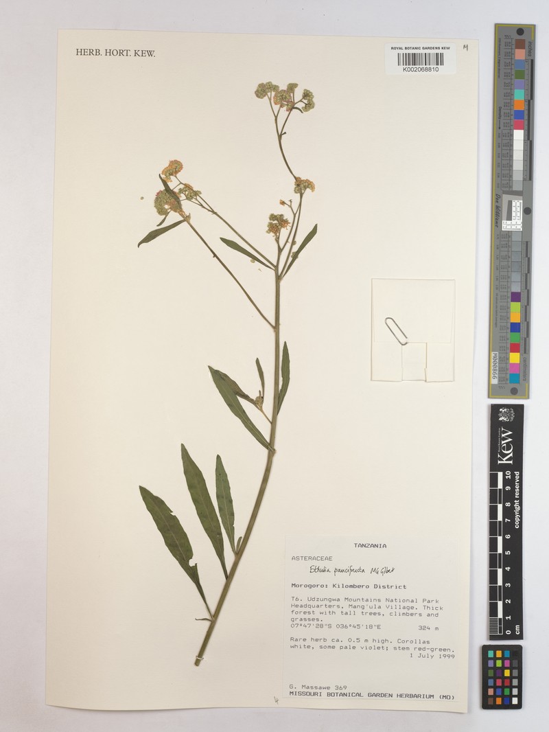 Ethulia paucifructa photo 3
