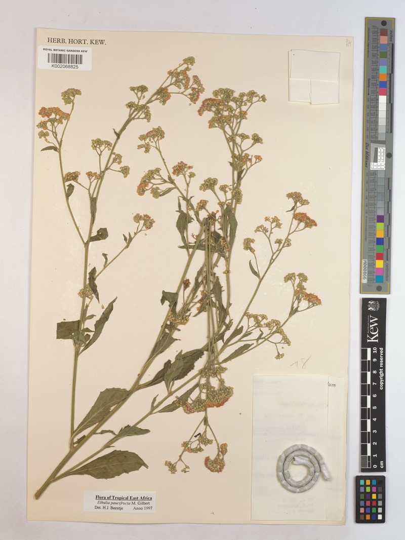 Ethulia paucifructa photo 4