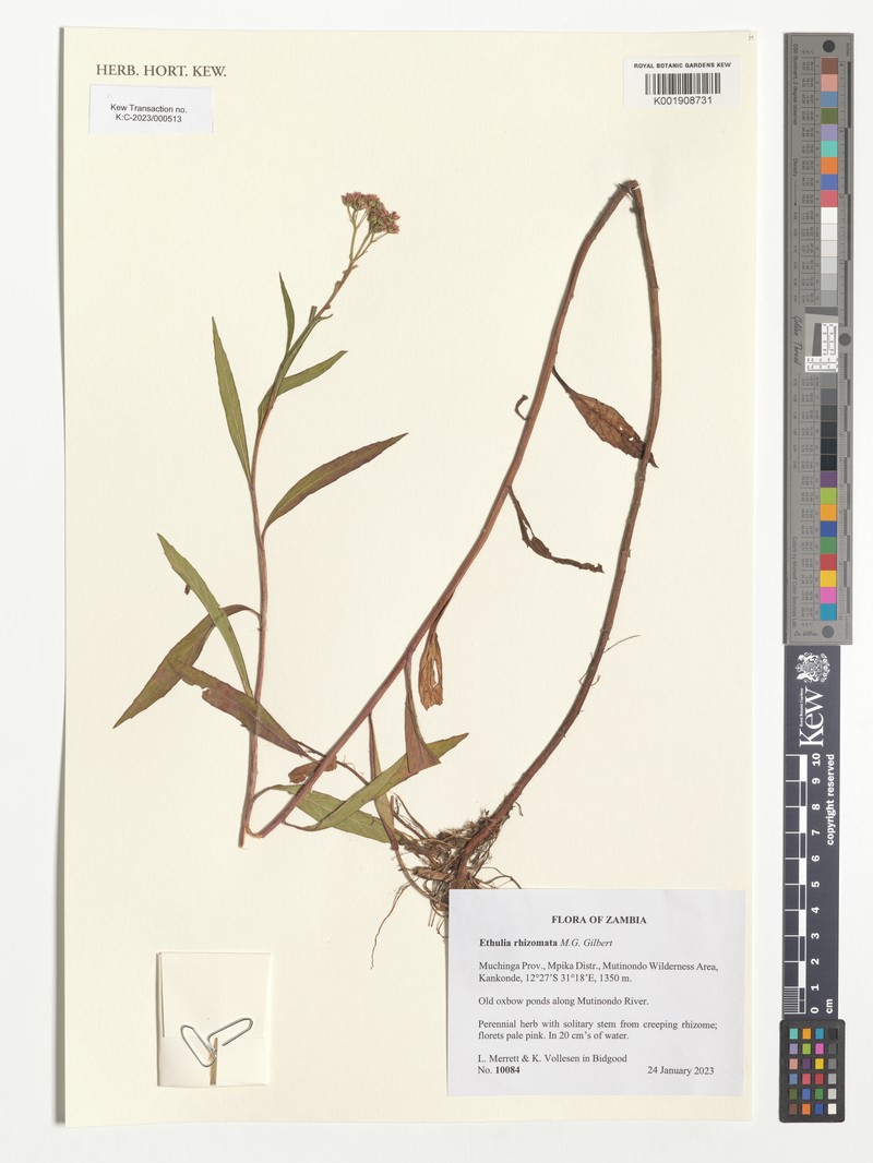 Ethulia rhizomata
