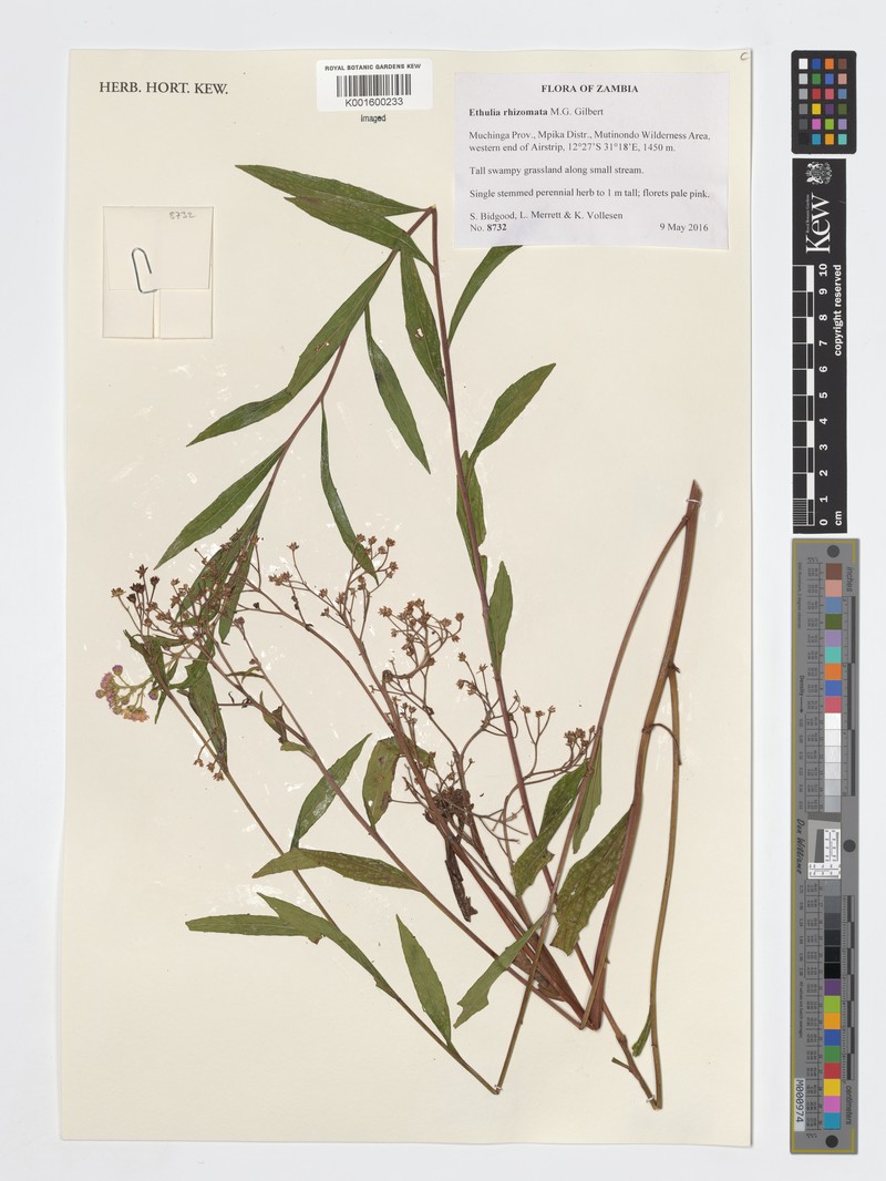 Ethulia rhizomata photo 2