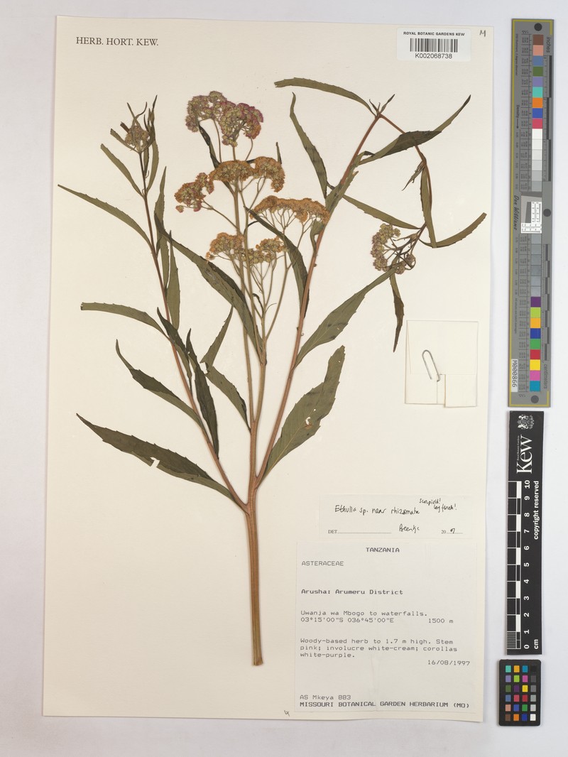 Ethulia rhizomata photo 4