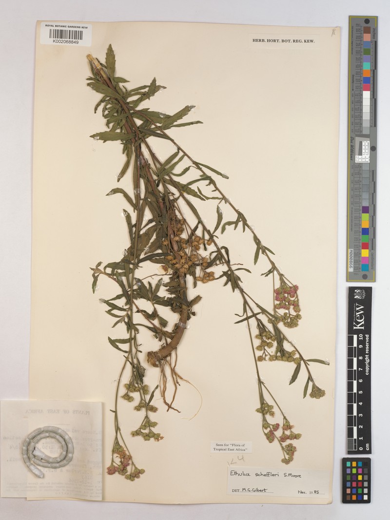 Ethulia scheffleri