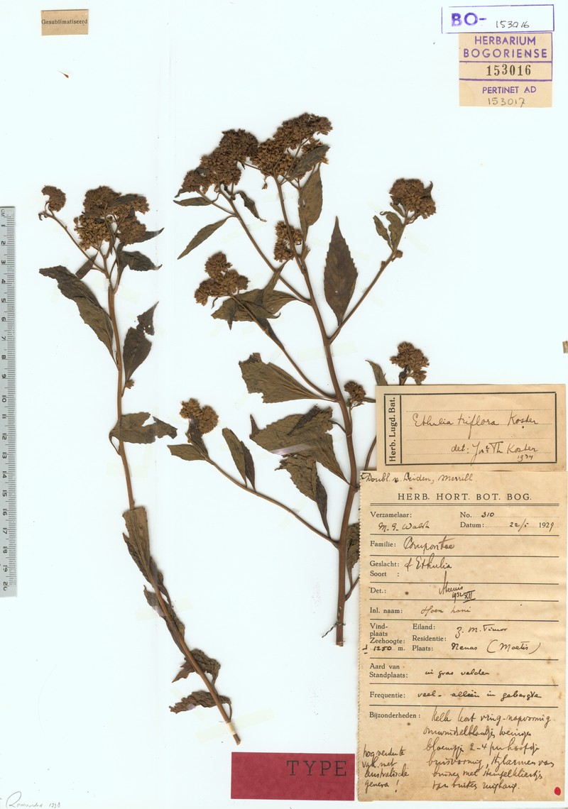 Ethulia triflora