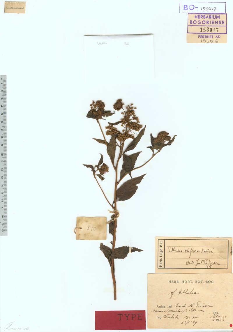 Ethulia triflora photo 2