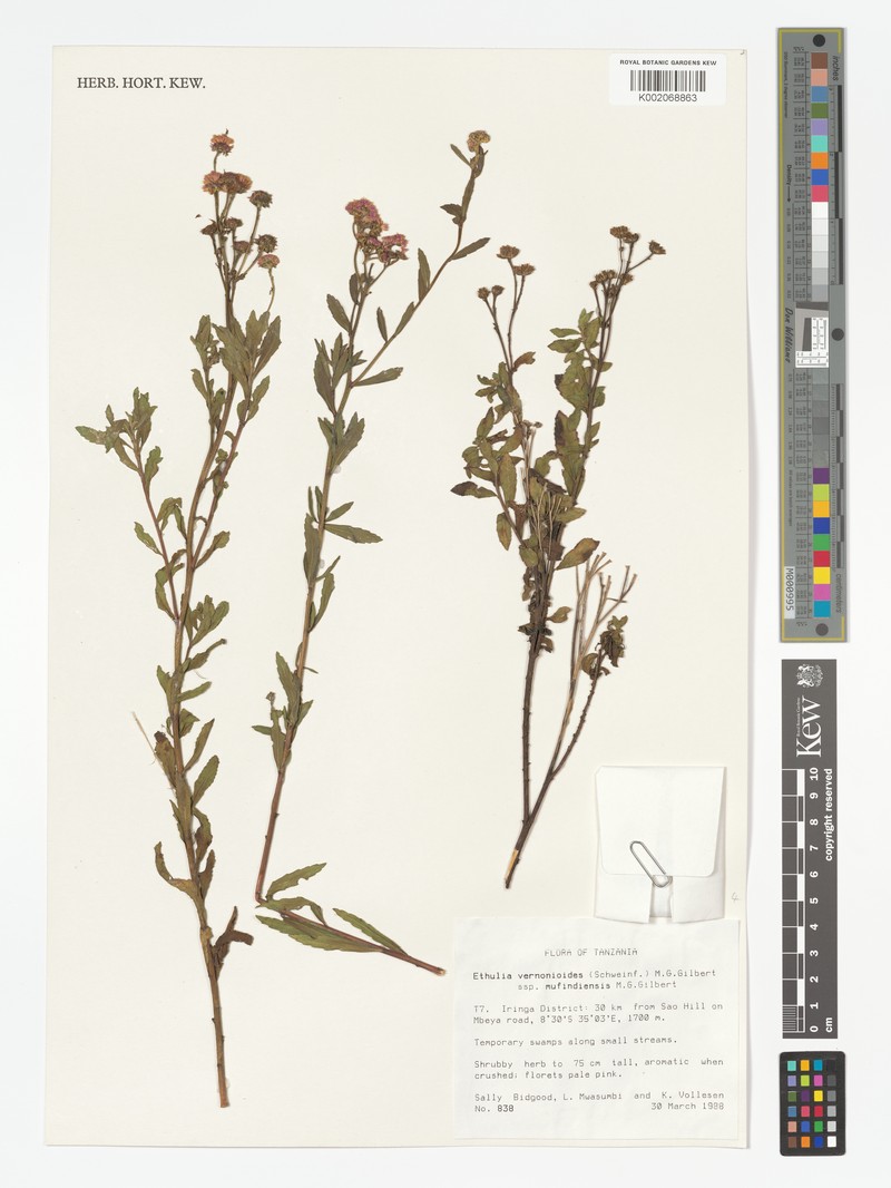 Ethulia vernonioides subsp. mufindiensis