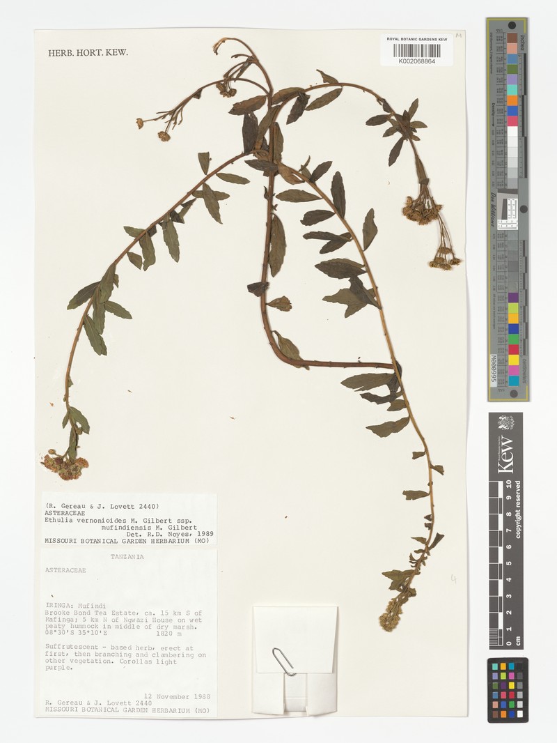 Ethulia vernonioides subsp. mufindiensis photo 2