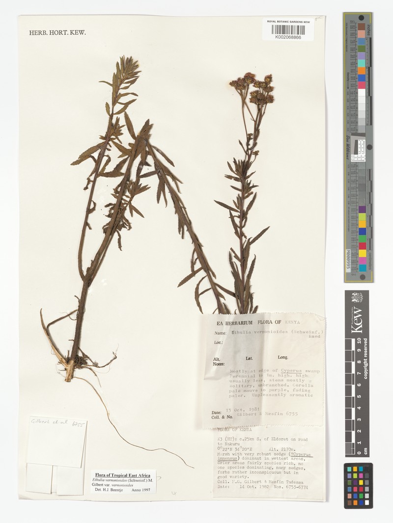 Ethulia vernonioides subsp. vernonioides
