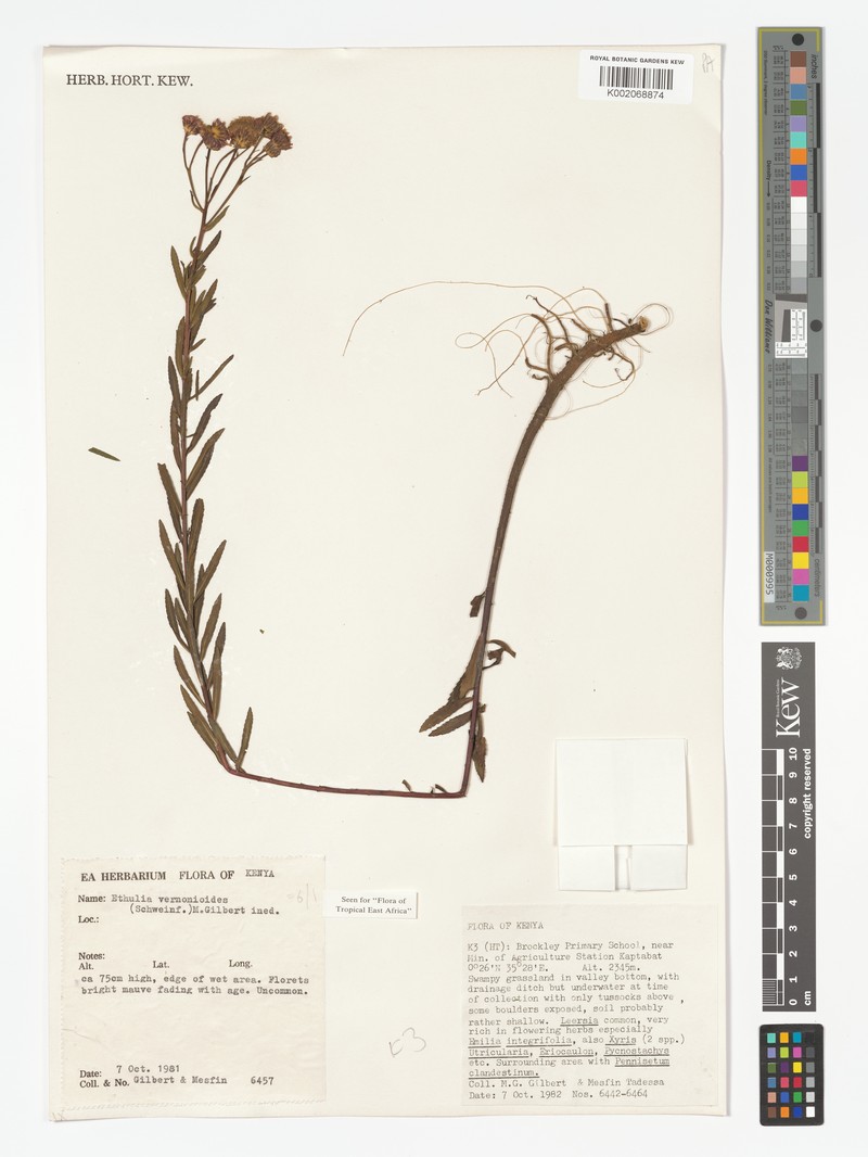 Ethulia vernonioides subsp. vernonioides photo 2