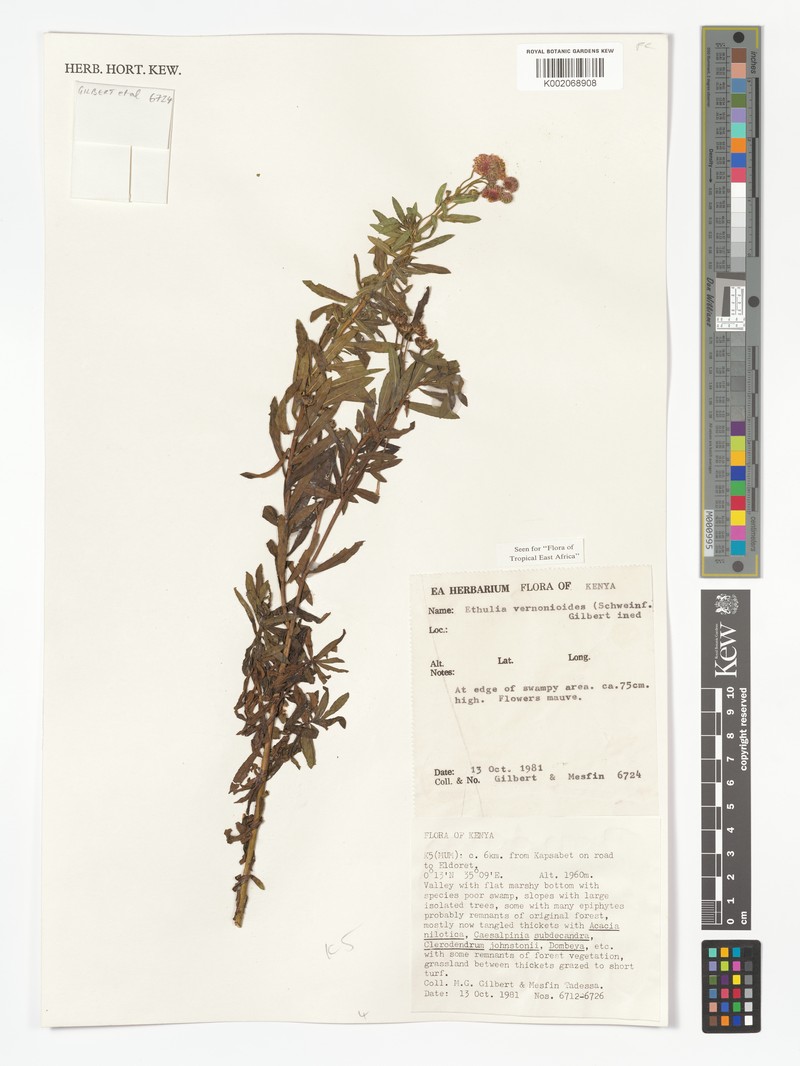 Ethulia vernonioides subsp. vernonioides photo 3