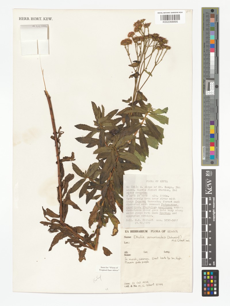 Ethulia vernonioides subsp. vernonioides photo 4