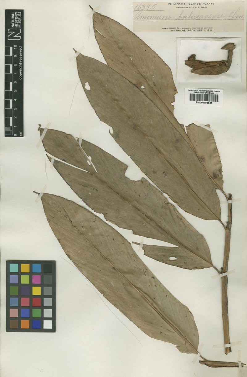 Etlingera bulusanensis