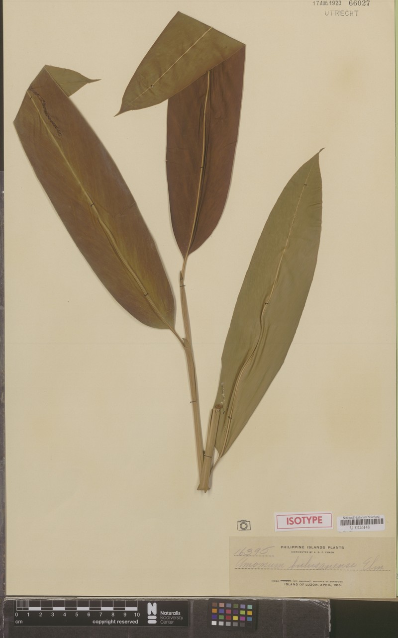 Etlingera bulusanensis photo 3