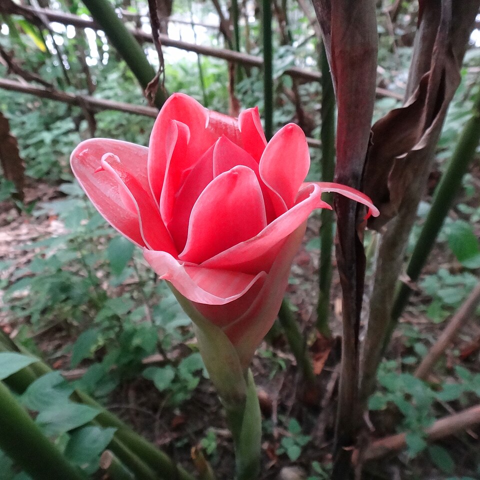 Torch-Ginger photo 2