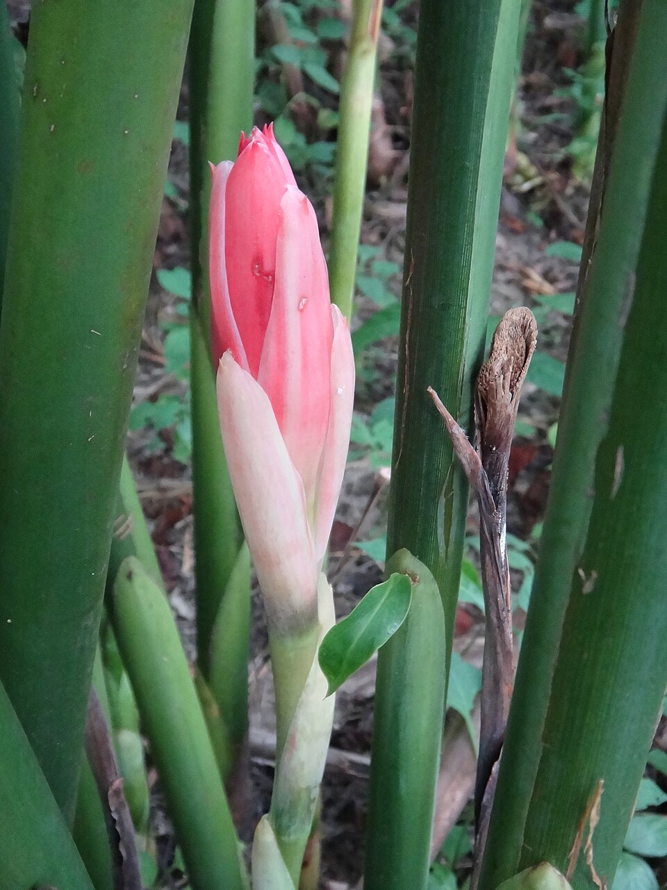 Torch-Ginger photo 3