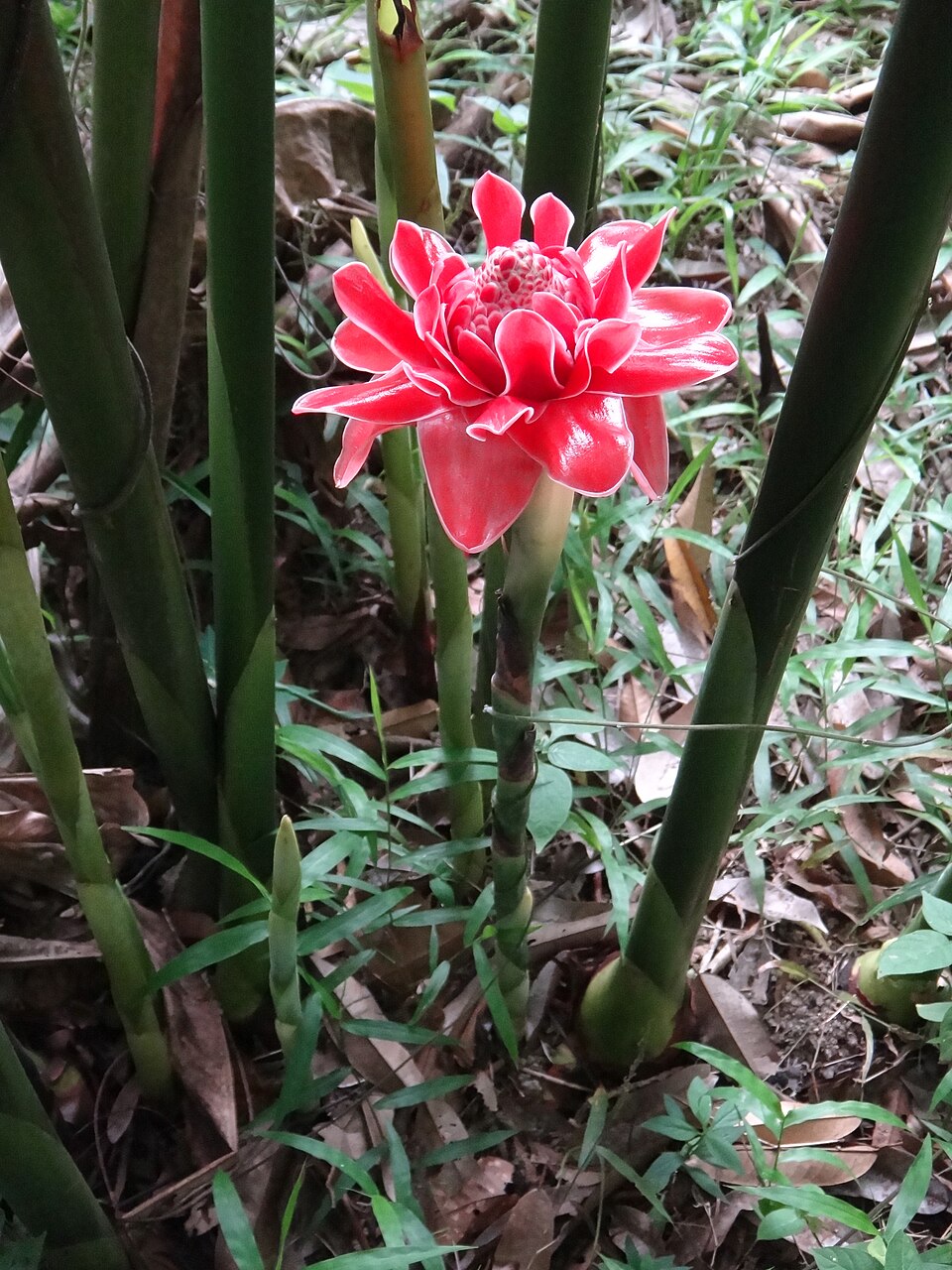 Torch-Ginger photo 4