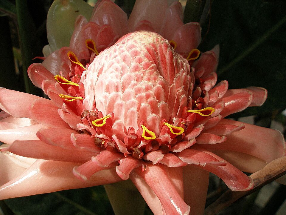 Torch-Ginger