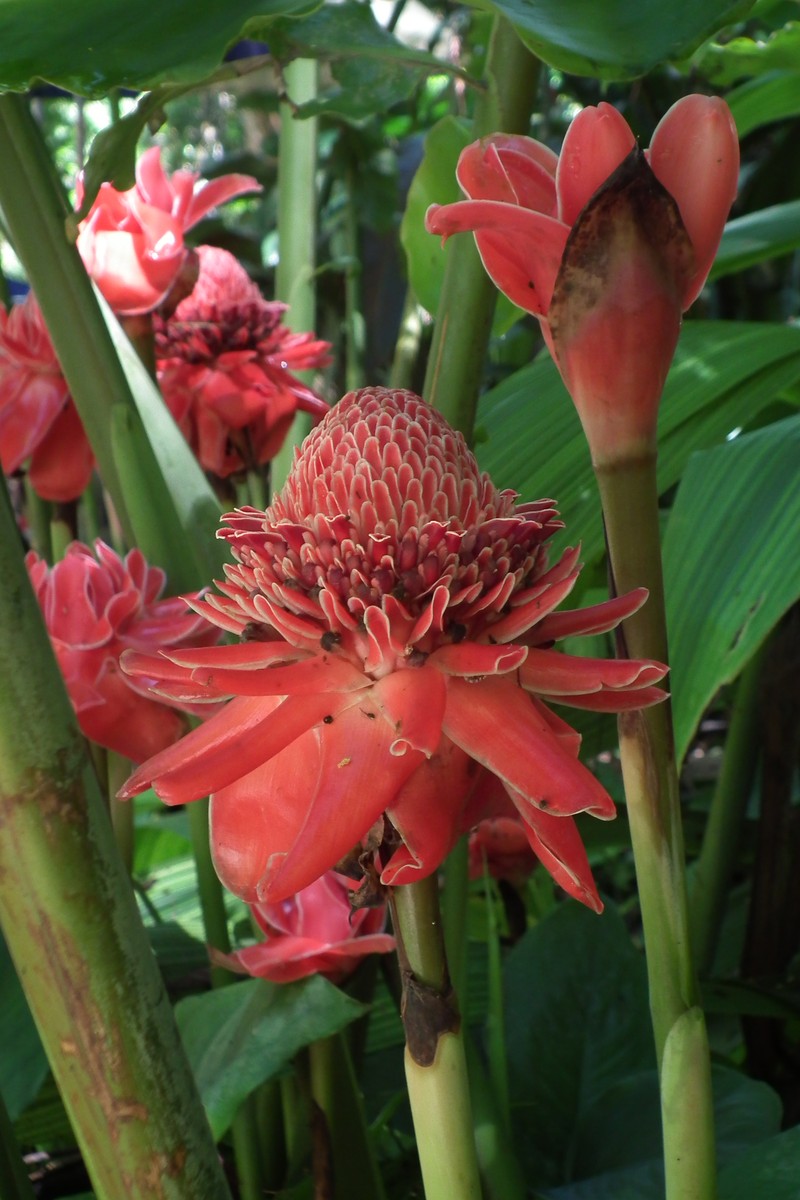 Torch-Ginger photo 5
