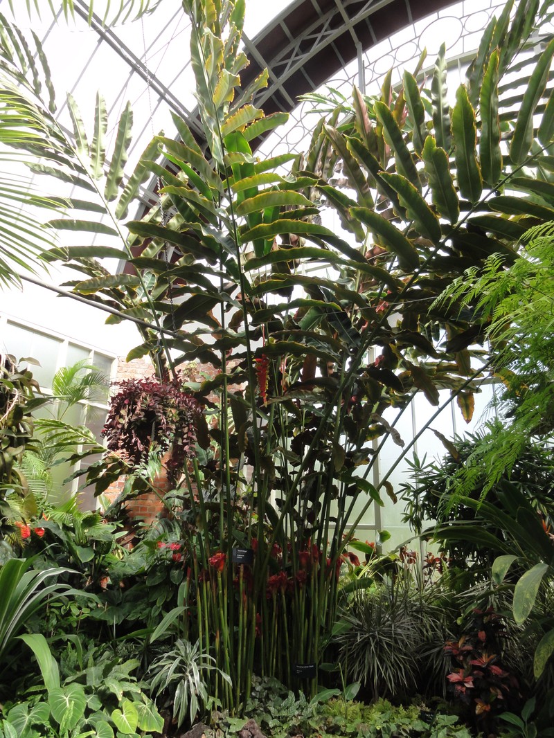 Torch-Ginger photo 6