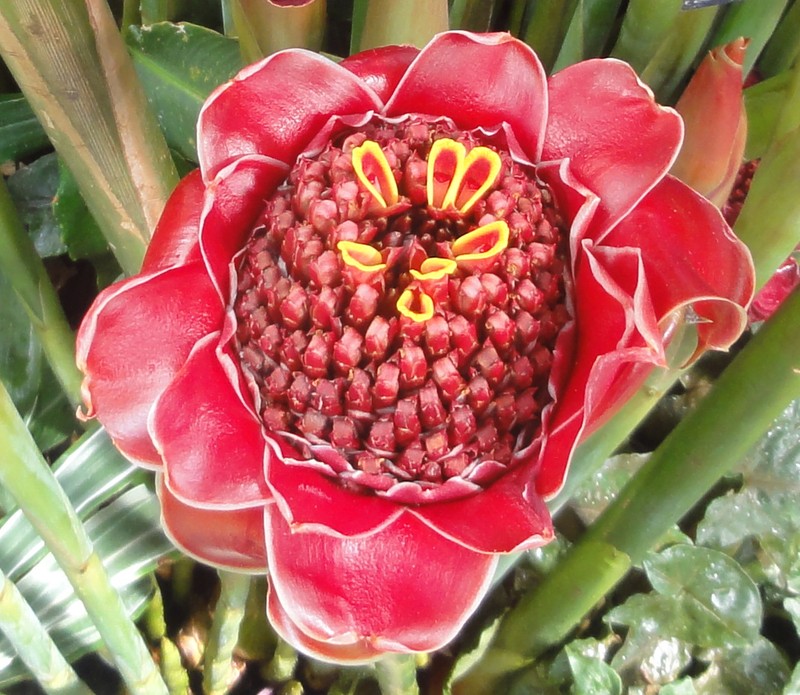 Torch-Ginger photo 7