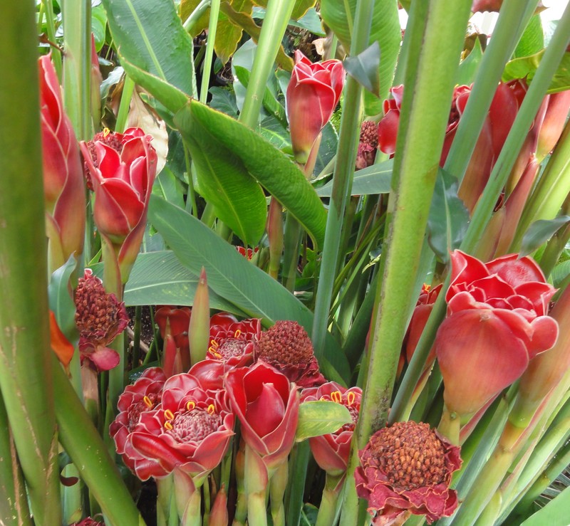 Torch-Ginger photo 8