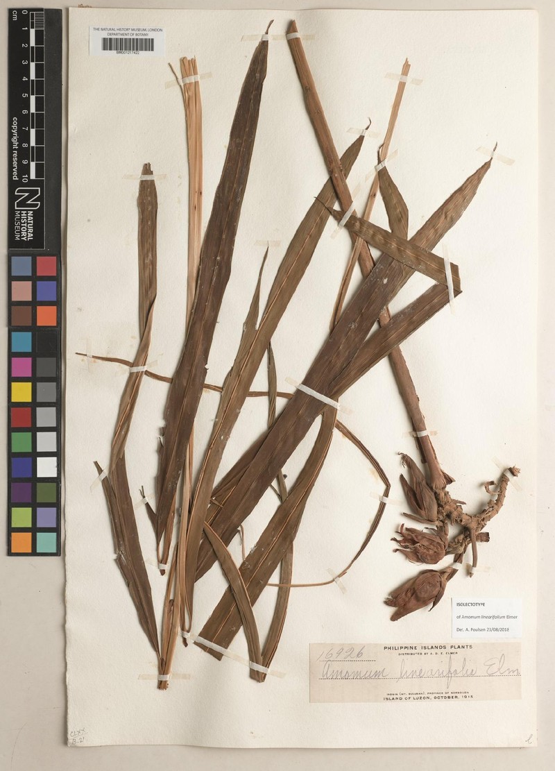 Etlingera linearifolia photo 2