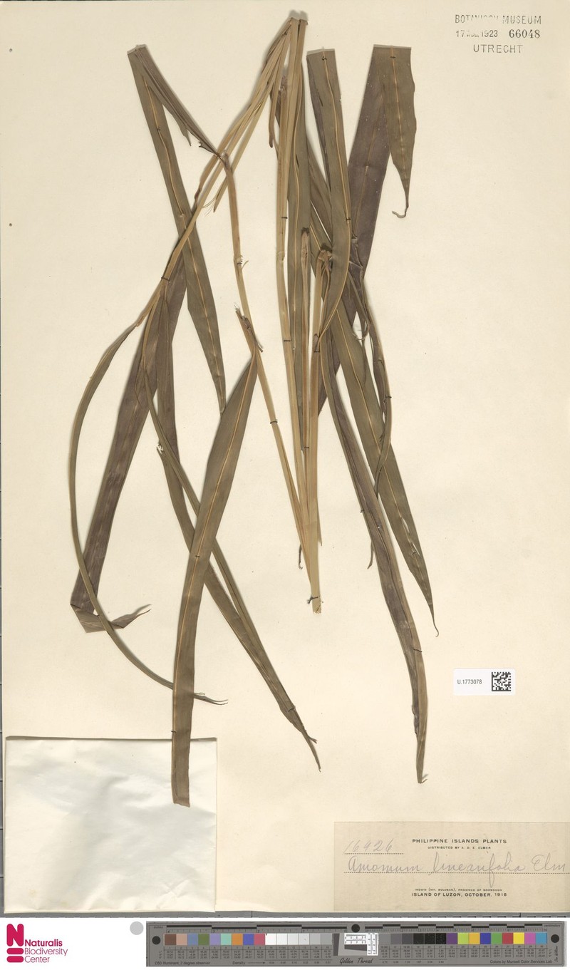 Etlingera linearifolia photo 3