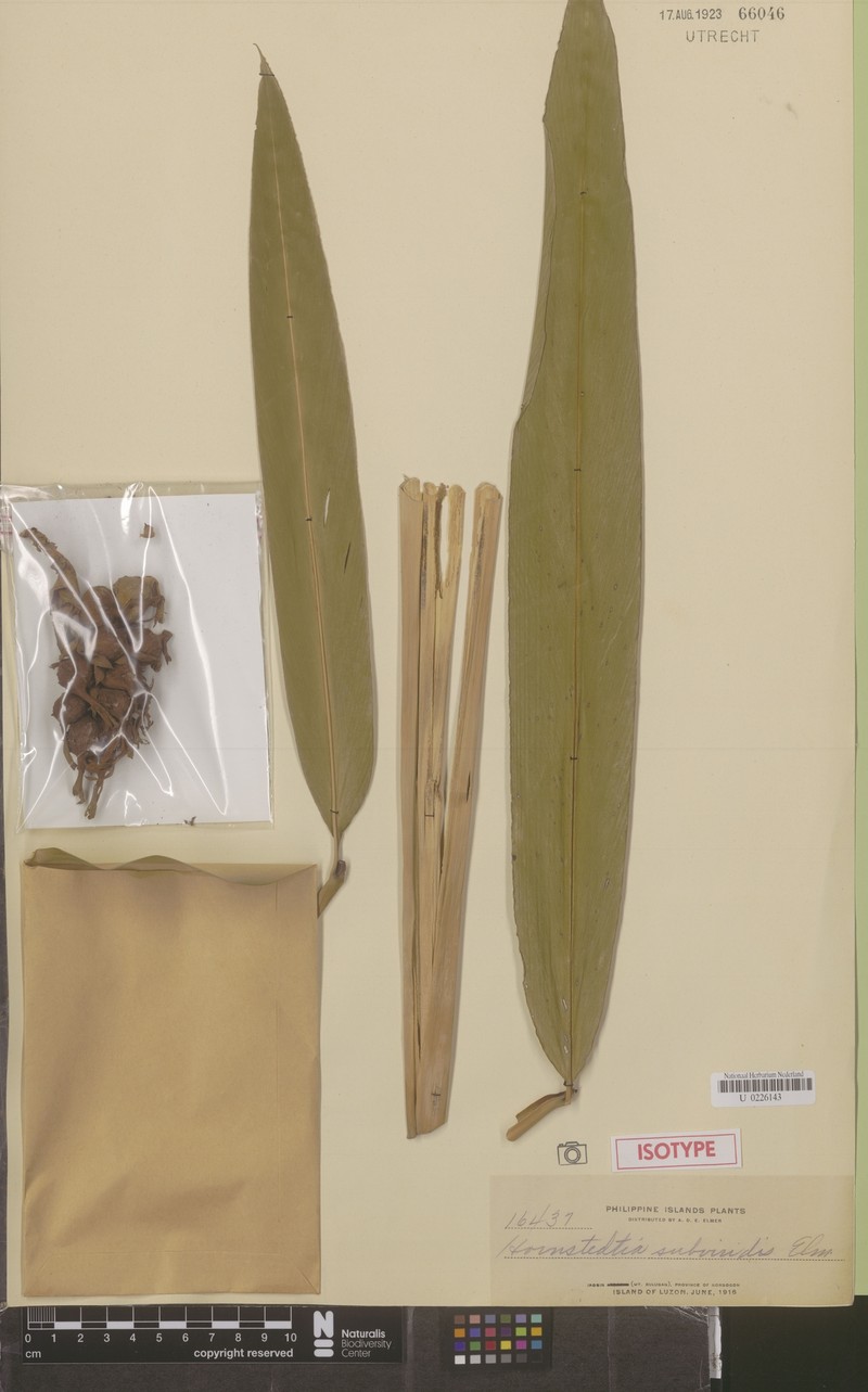 Etlingera subviridis