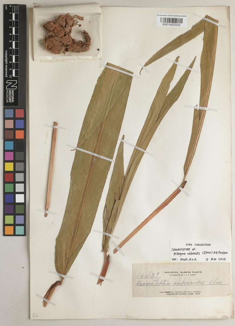 Etlingera subviridis photo 2