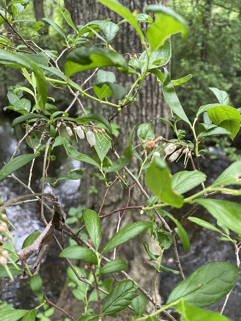 Swamp Doghobble photo 6