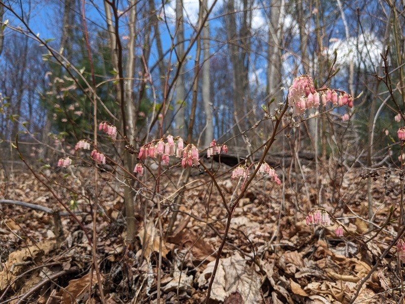 Redtwig Doghobble photo 3