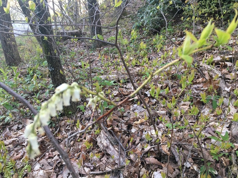Redtwig Doghobble photo 6
