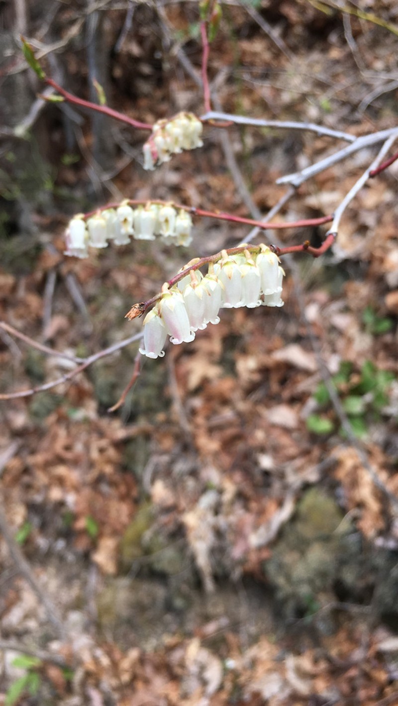 Redtwig Doghobble photo 8