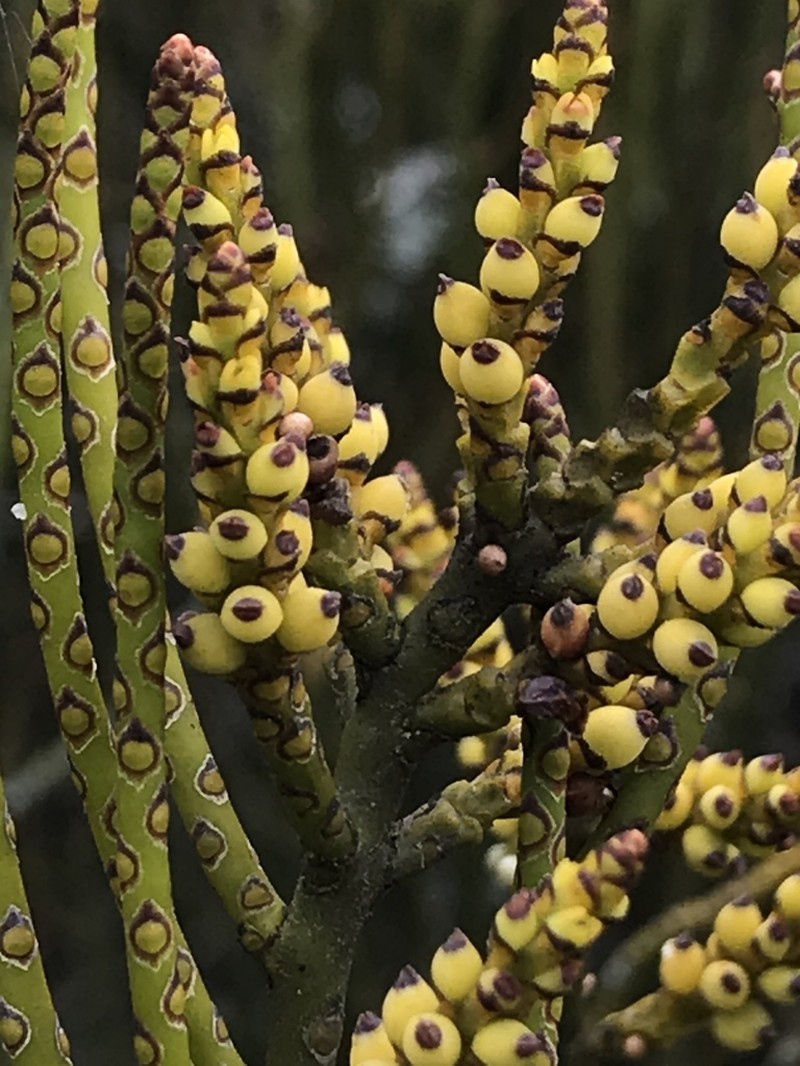 Tapeworm-Plant