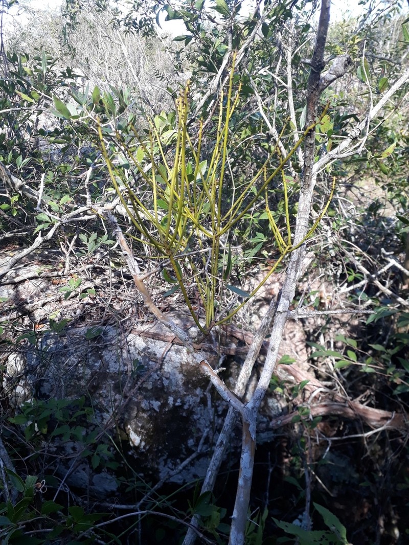 Tapeworm-Plant photo 2