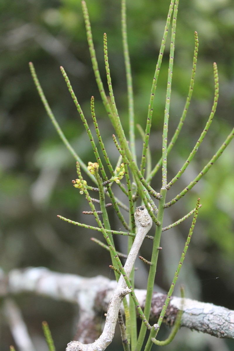 Tapeworm-Plant photo 3