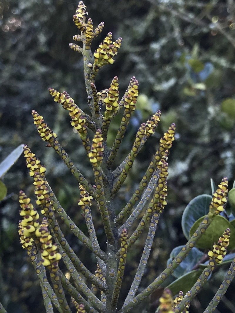 Tapeworm-Plant photo 6