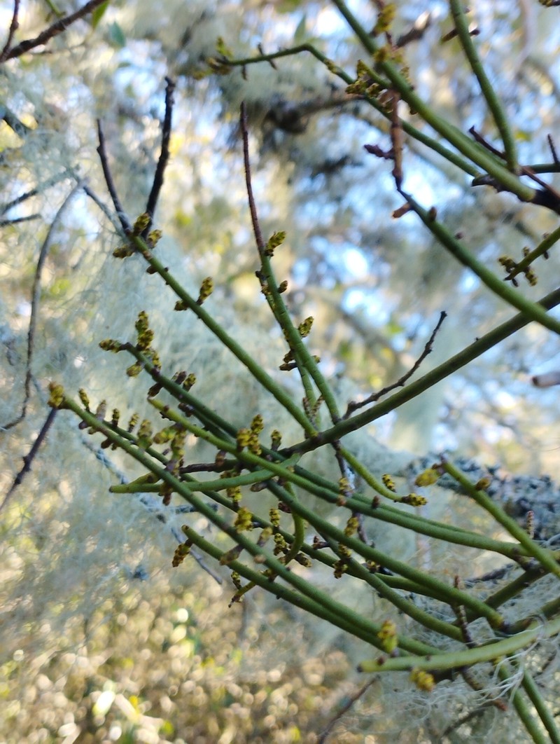 Tapeworm-Plant photo 7