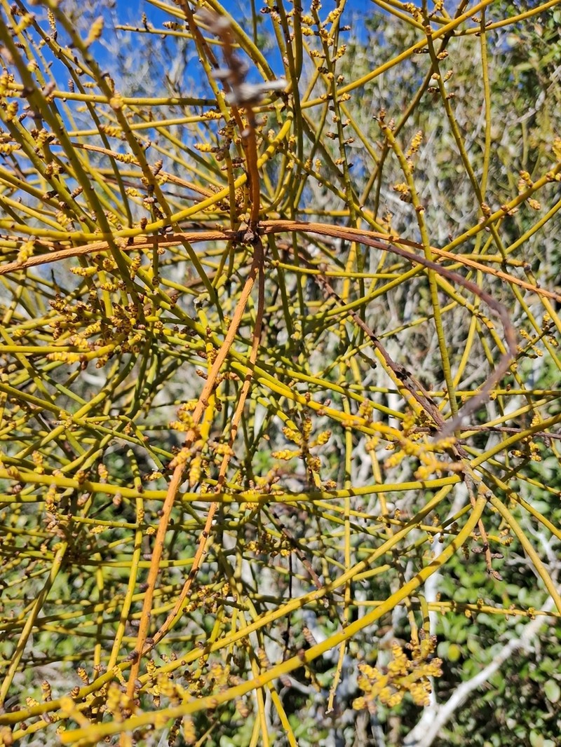 Tapeworm-Plant photo 8