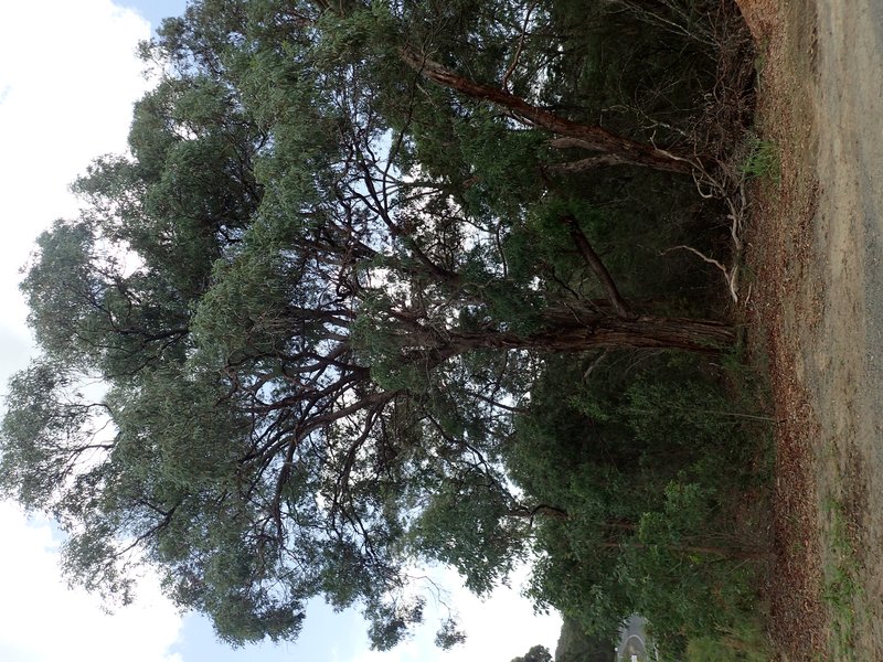 Eucalyptus acaciiformis