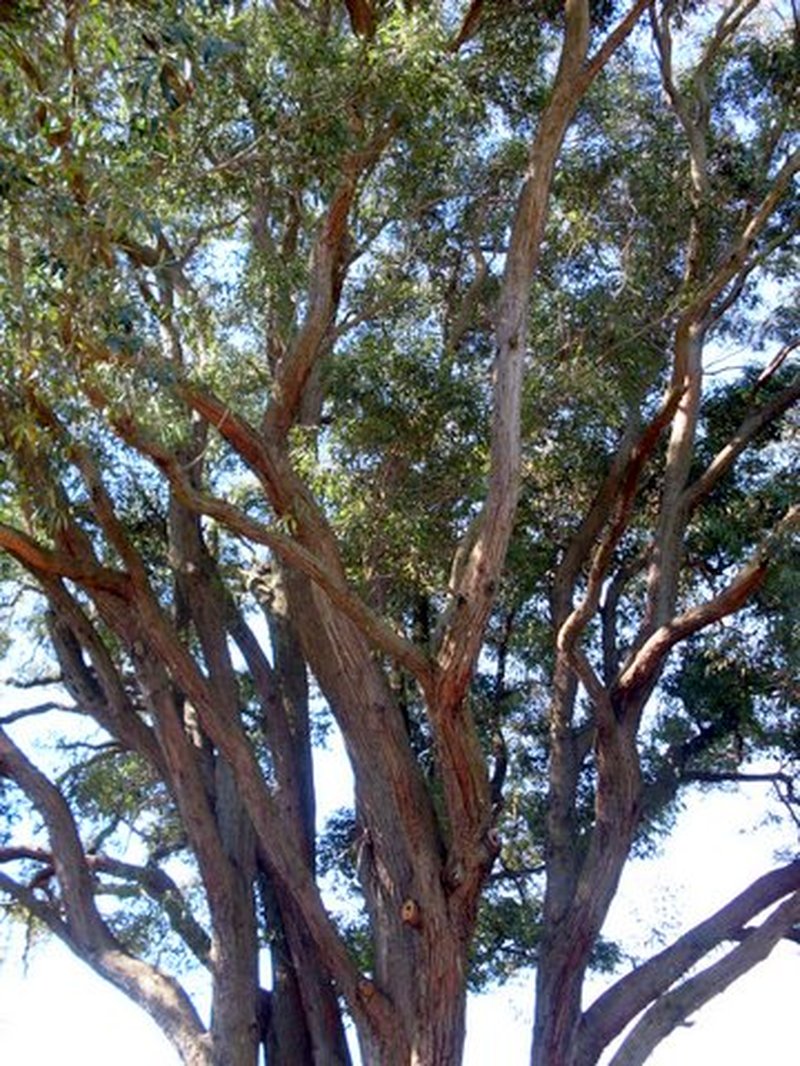 White-Mahogany