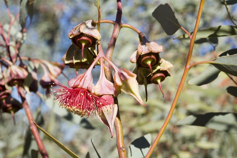 Eucalyptus alatissima
