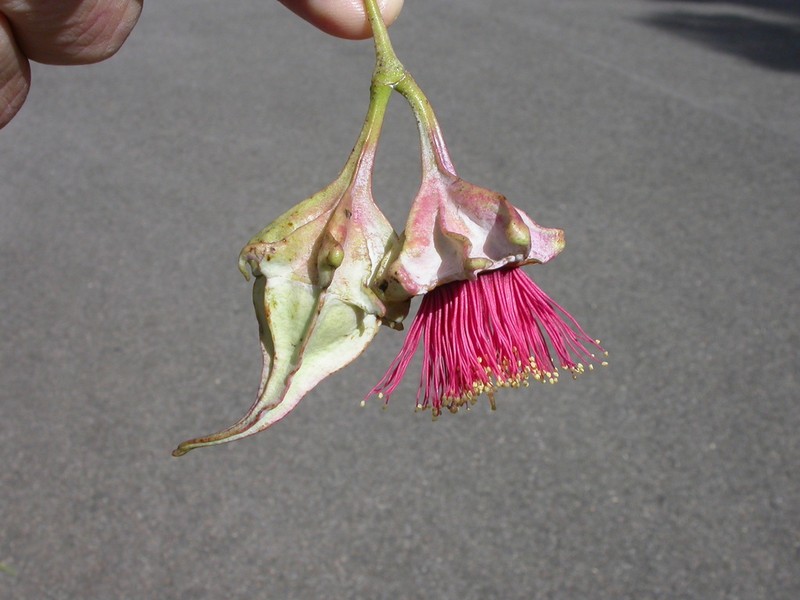 Eucalyptus alatissima photo 3